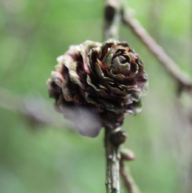 tsa_PhotoClubHomeLearning (71)